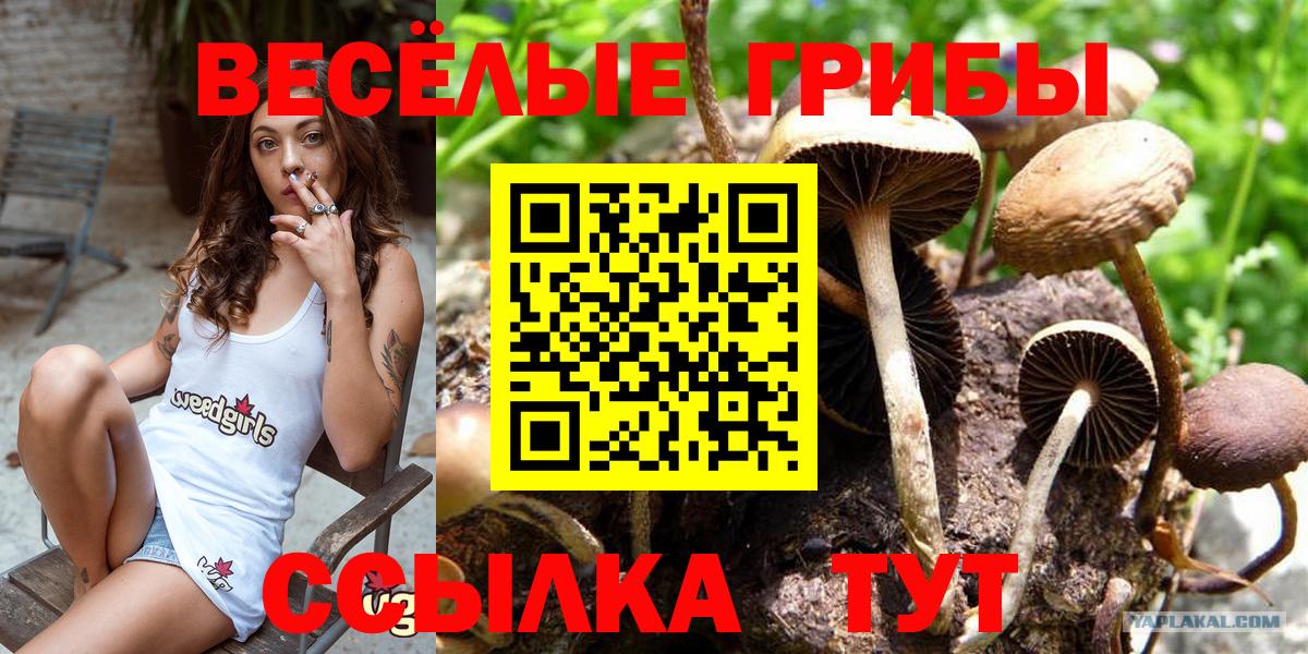Псилоцибиновые грибы Cubensis Майкоп